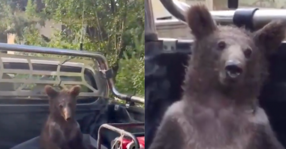 Wild Video Captures Bear Cub In Back Of A Truck After Getting 'High' On Hallucinogenic Honey