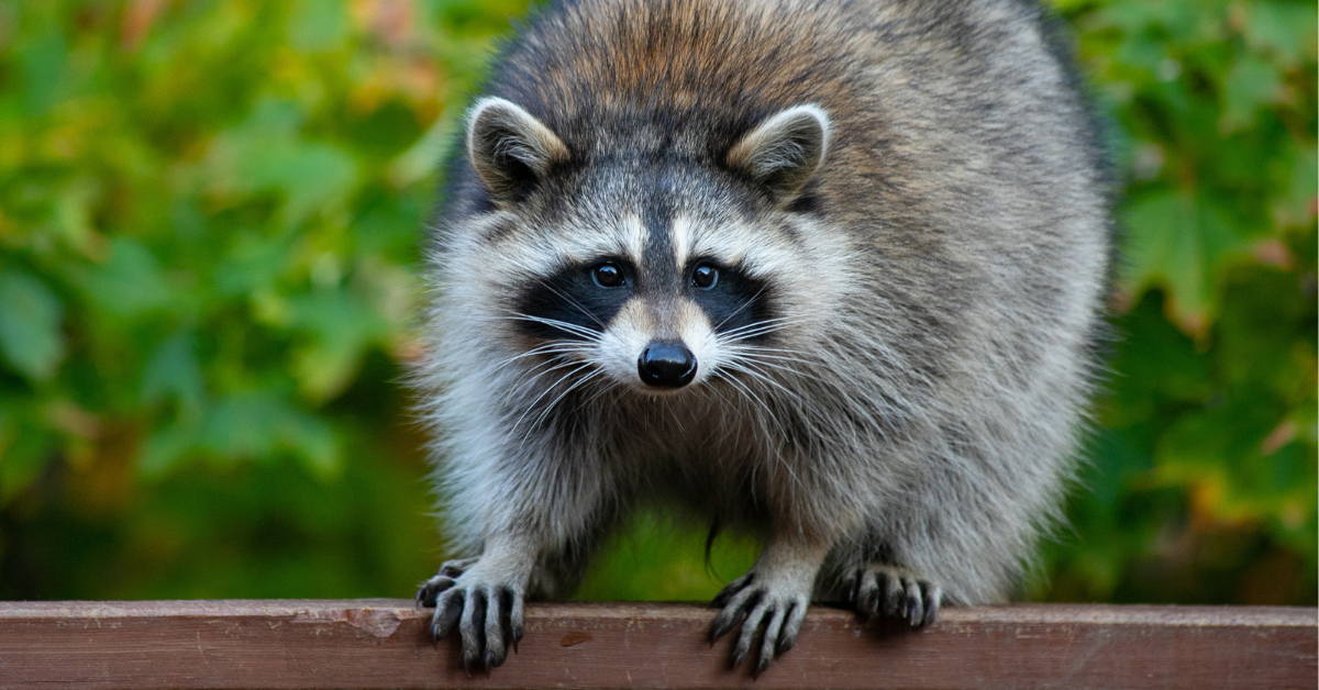 Viral TikTok Video Of A Raccoon Bursting Through Dumpster's Side Door Is Honestly Relatable AF