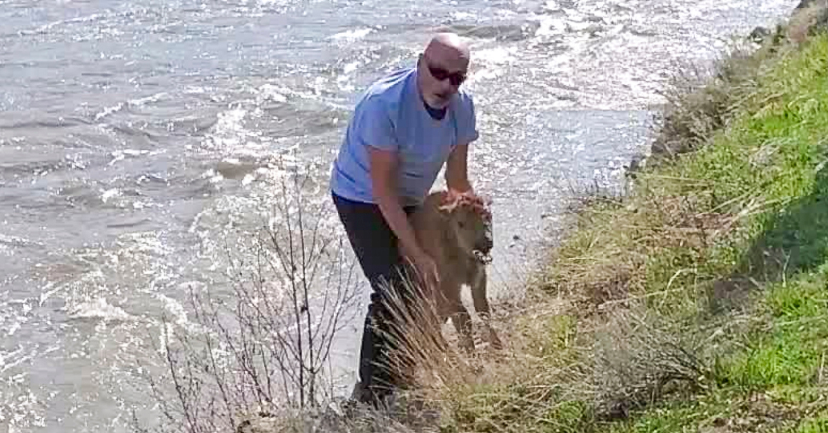 Yellowstone Calls Out Park Visitor For 'Disturbing' Bison Calf And Leading To Its Death