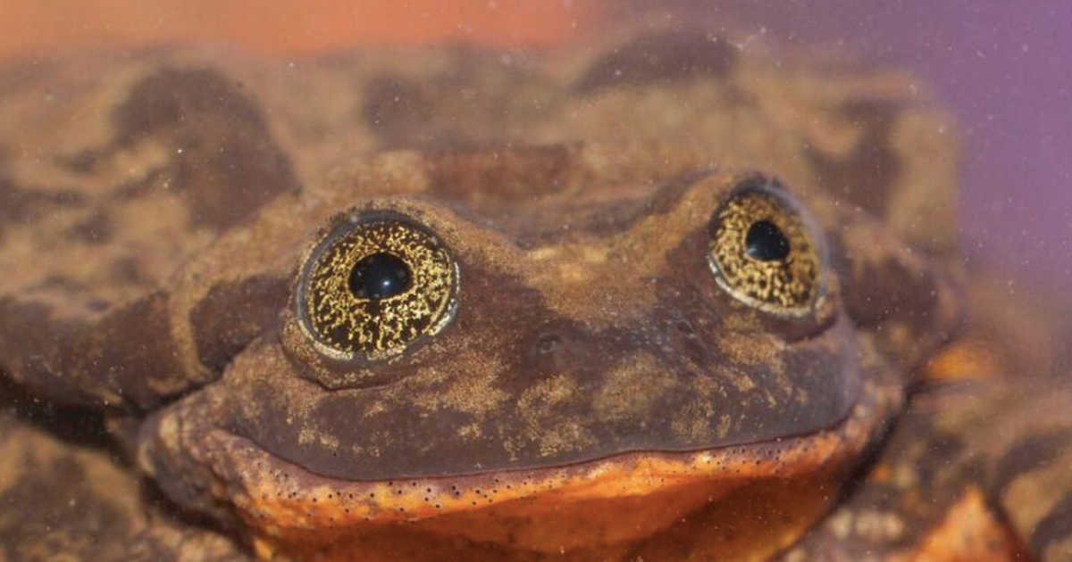 A Lonely Frog Named Romeo Who Was Thought To Be The Last Of His Kind Has Finally Found His Juliet ❤️