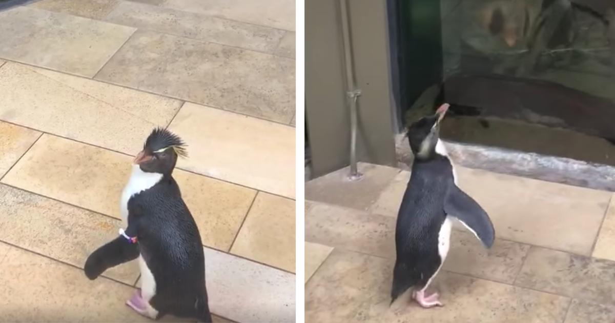 Shedd Aquarium's Closing Meant A Rare Opportunity For Animals To Visit Each Other—And They Were Mutually Enthralled