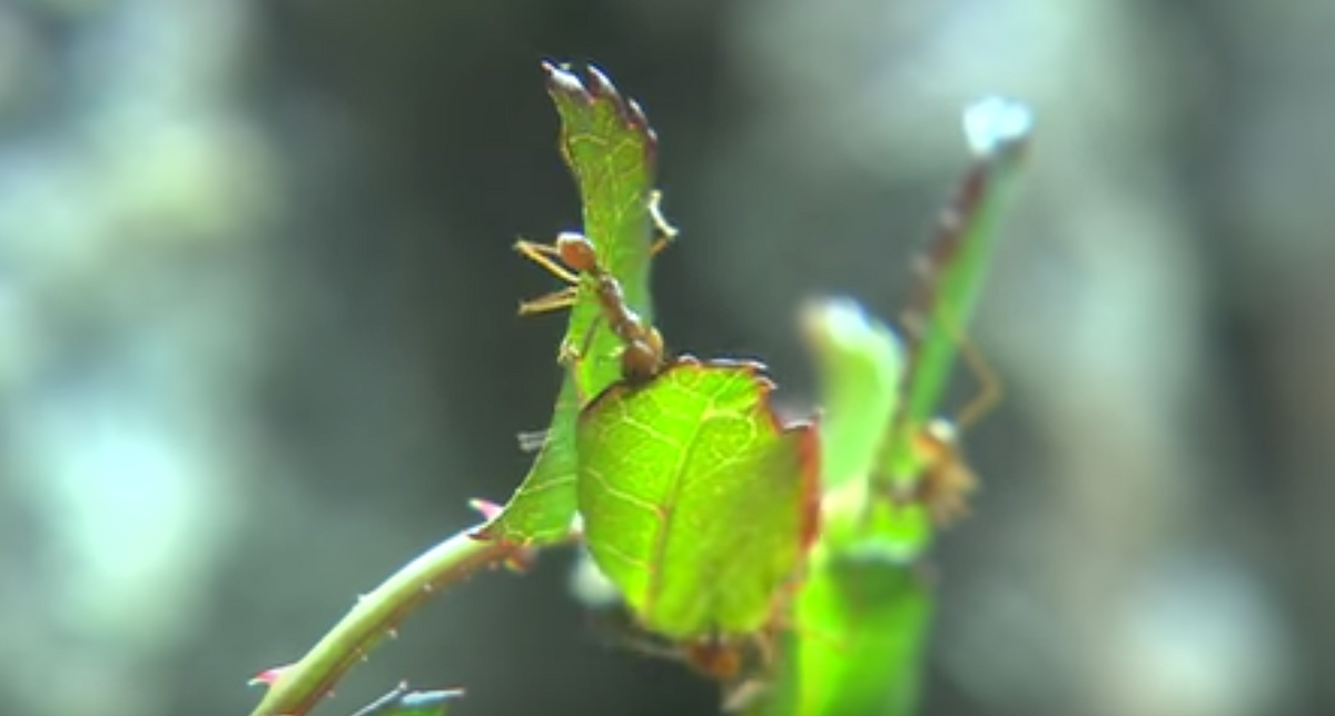 These Tiny Ants Emit Enormously Disproportionate Amounts Of Nitrous Oxide—And They Make Big Changes To Our Environment