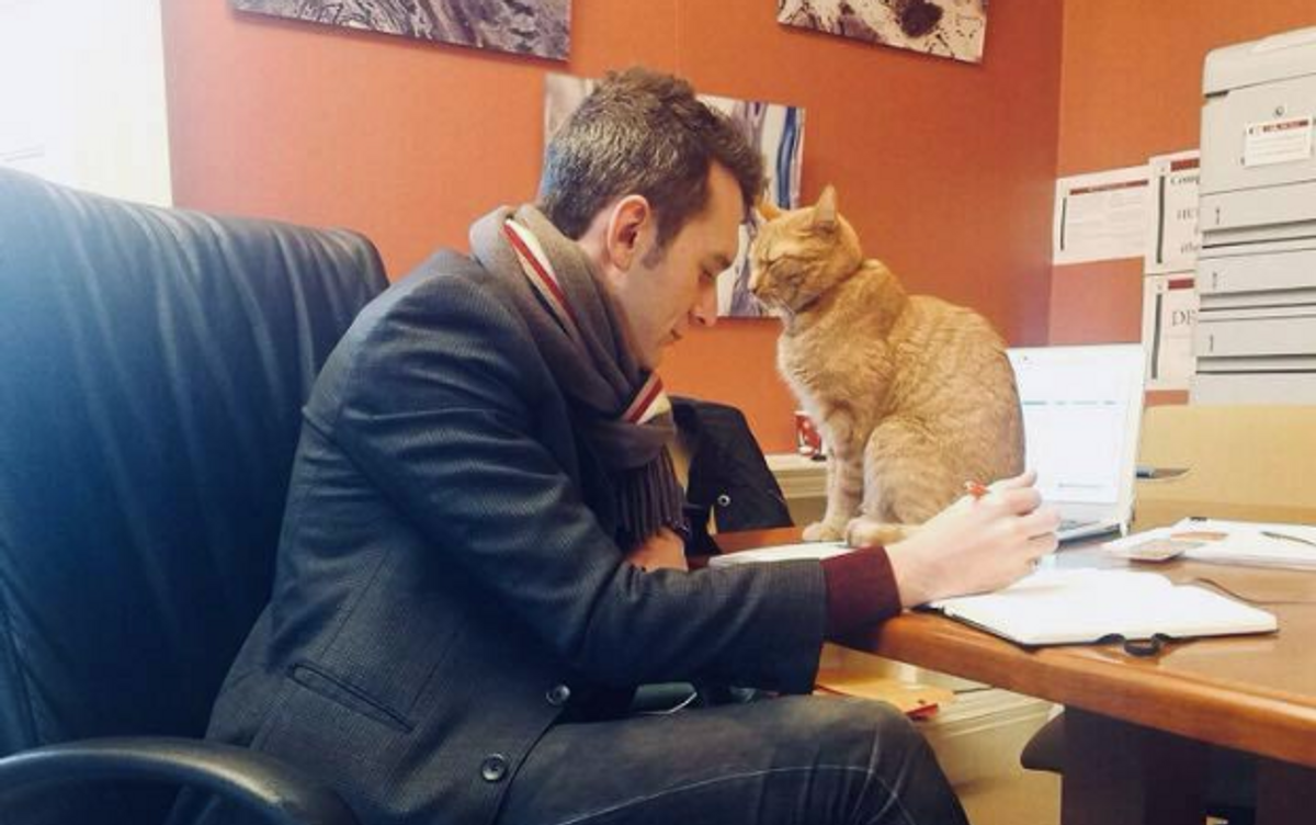 A Cat Named Remy Who Lives At Harvard Law School Is Melting Hearts All Over Twitter 😻