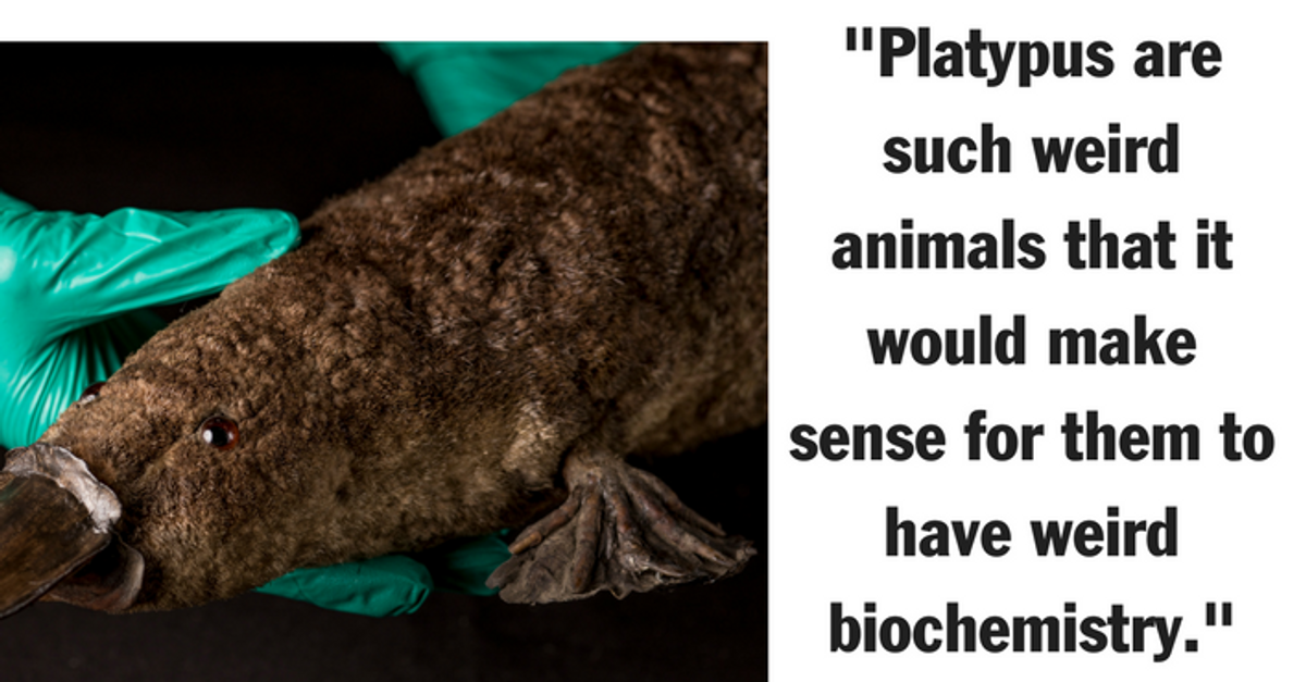 Study Suggests Platypus Milk Could Be a Vital Tool in Battling Antibiotic Resistant Superbugs