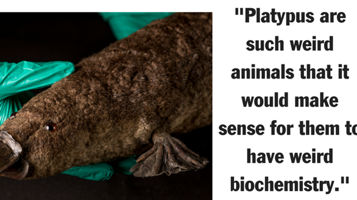 How The Milk Of The Humble Platypus Could Help Us Beat Antibiotic Resistant Superbugs