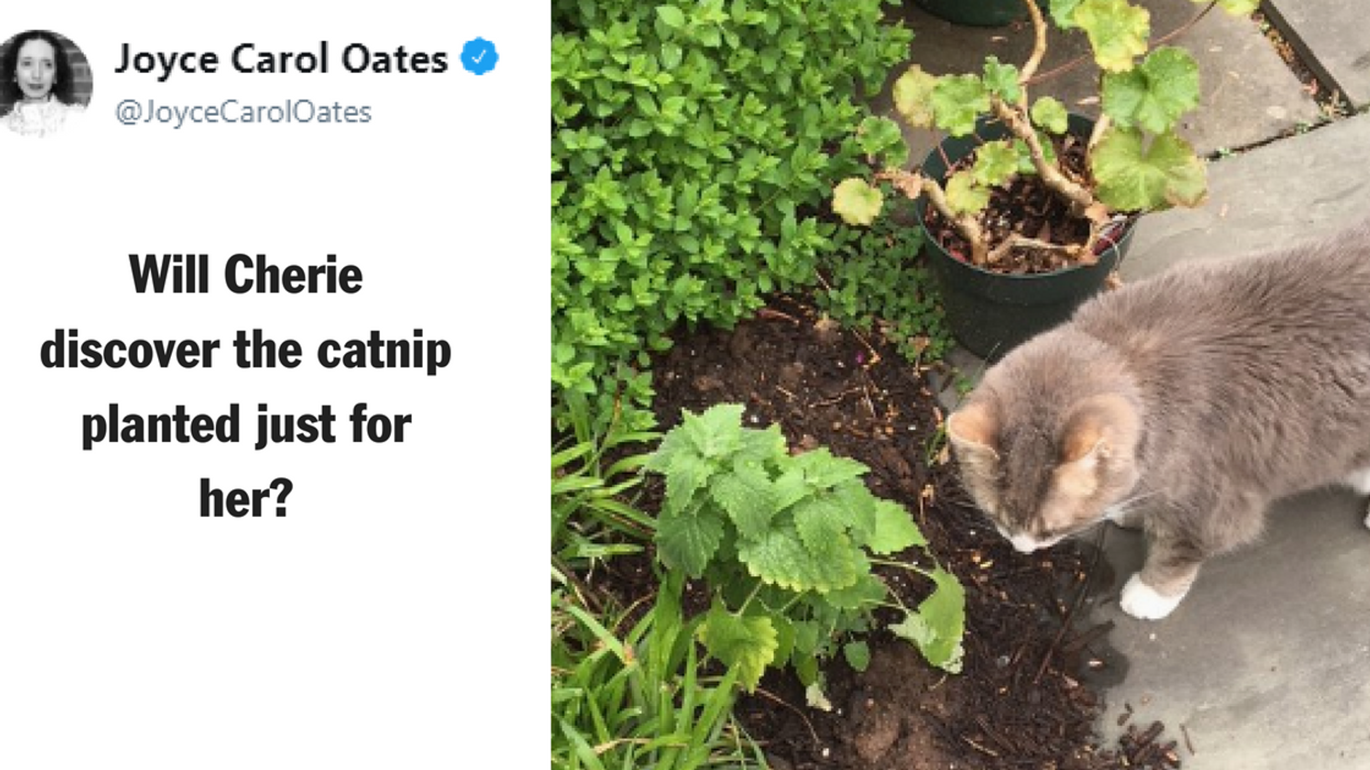 Cat Owners Are Planting Catnip Gardens, And The Results Are Just What You'd Expect 😻