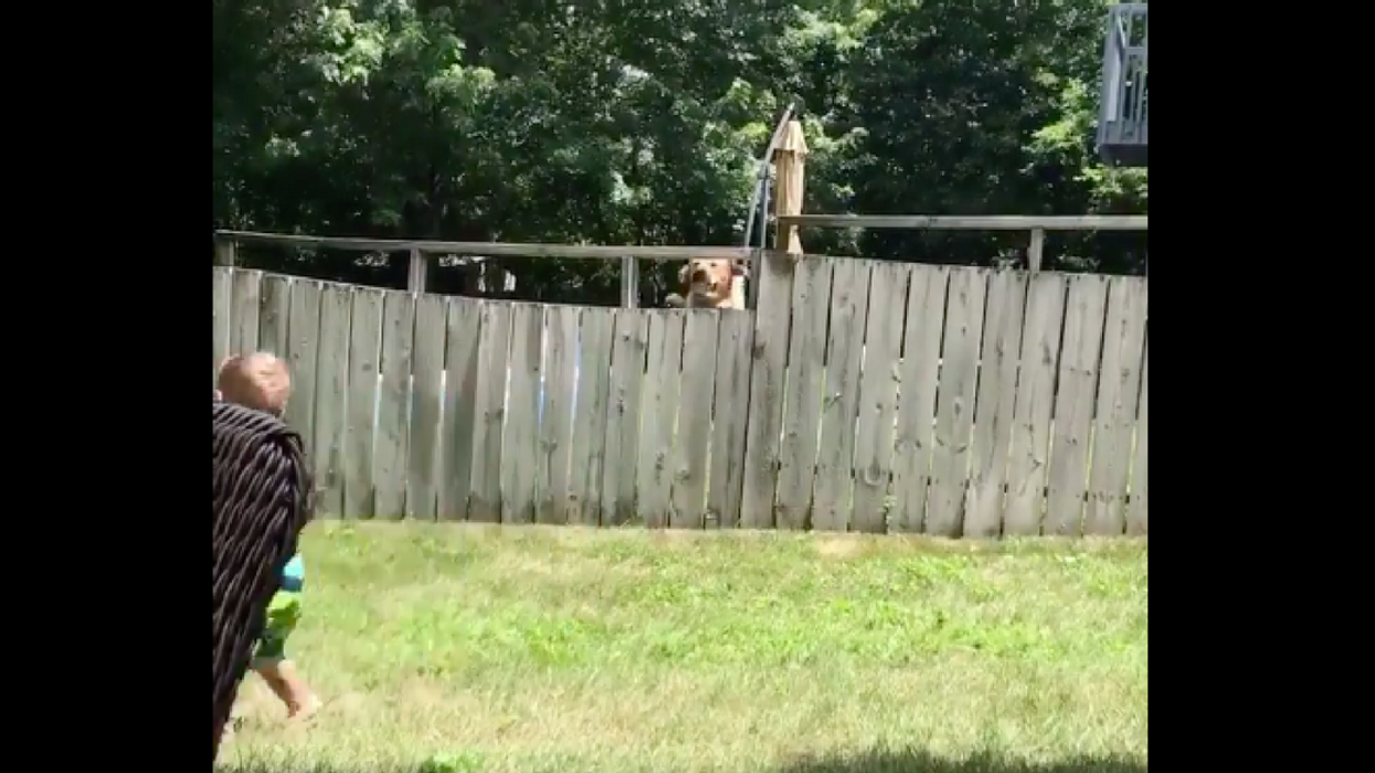 This Video Of A Toddler And His Dog Playing Fetch Over A Fence Is The Most Adorable Thing You'll See All Day