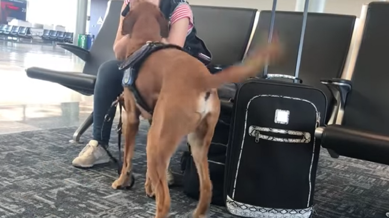 Watch As Service Dog Comes To Owner's Rescue During An Airport Panic Attack