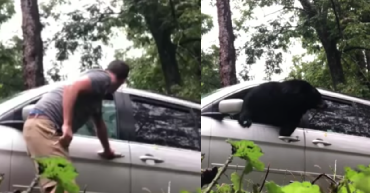 Black Bear Escapes Van In Dramatic Fashion By Smashing Through Window In Viral Video 😮