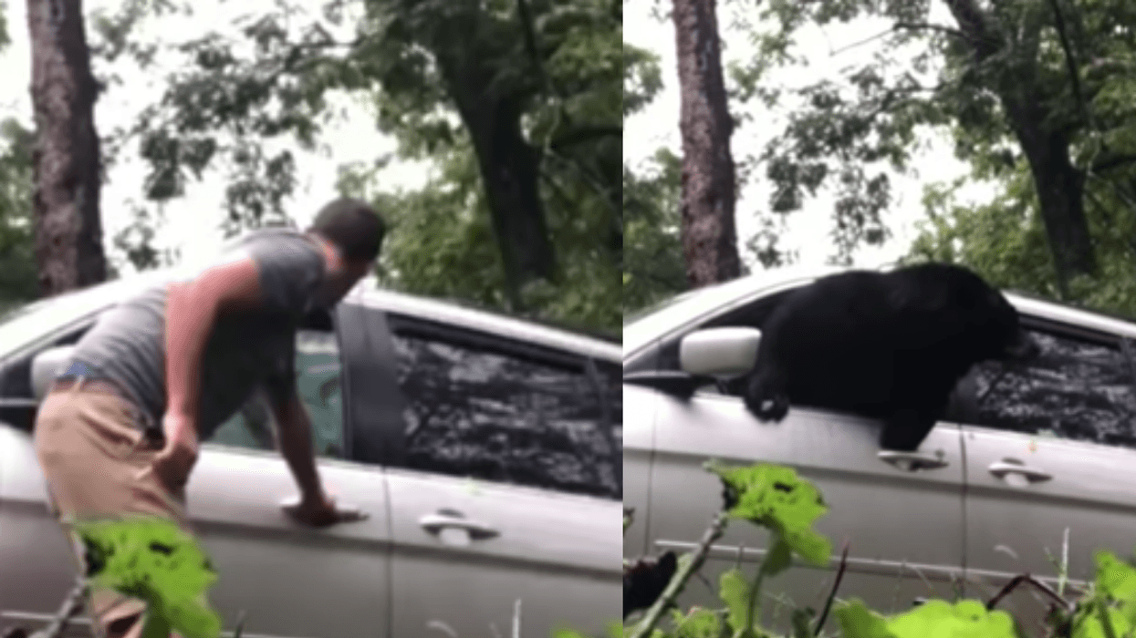 Black Bear Escapes Van In Dramatic Fashion By Smashing Through Window In Viral Video đź