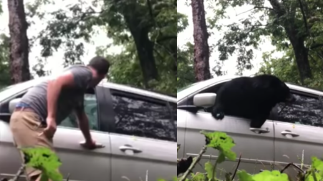 Black Bear Escapes Van In Dramatic Fashion By Smashing Through Window In Viral Video 😮