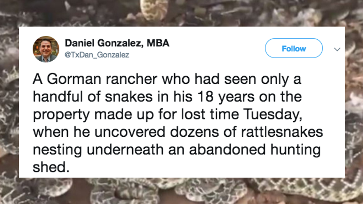 Man's Discovery Of A Huge Rattlesnake Pit Under His Shed Is Pure Nightmare Fuel