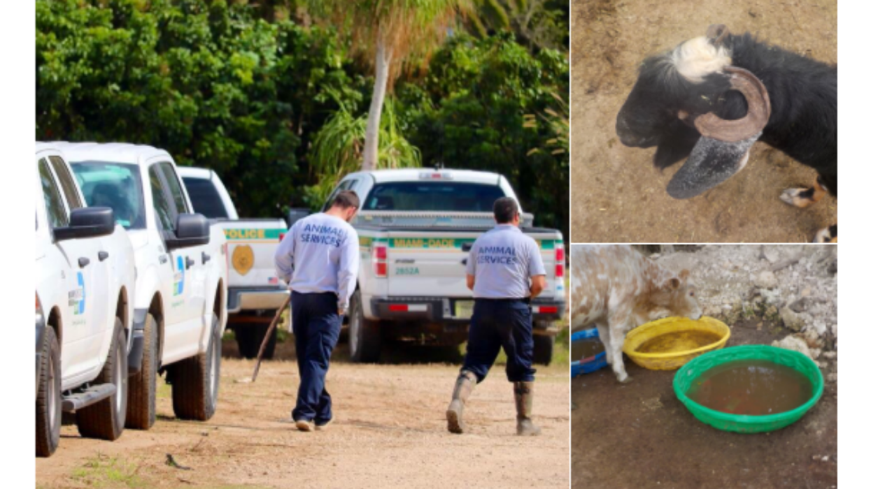 'Operation Noah's Ark' Saves Over 200 Animals In Rescue Of Biblical Proportions