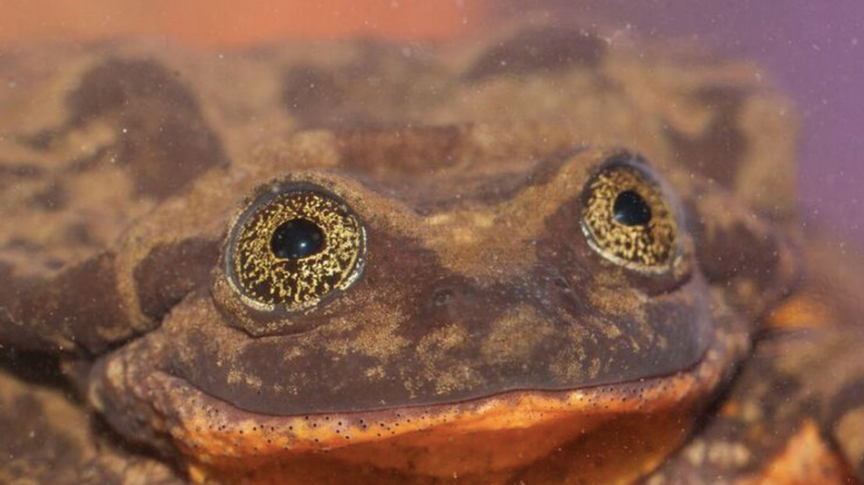 A Lonely Frog Named Romeo Who Was Thought To Be The Last Of His Kind Has Finally Found His Juliet ❤️