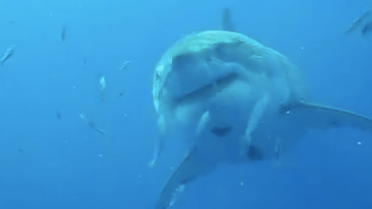 Is This 20-Foot Great White Shark The Biggest Ever Caught On Camera?