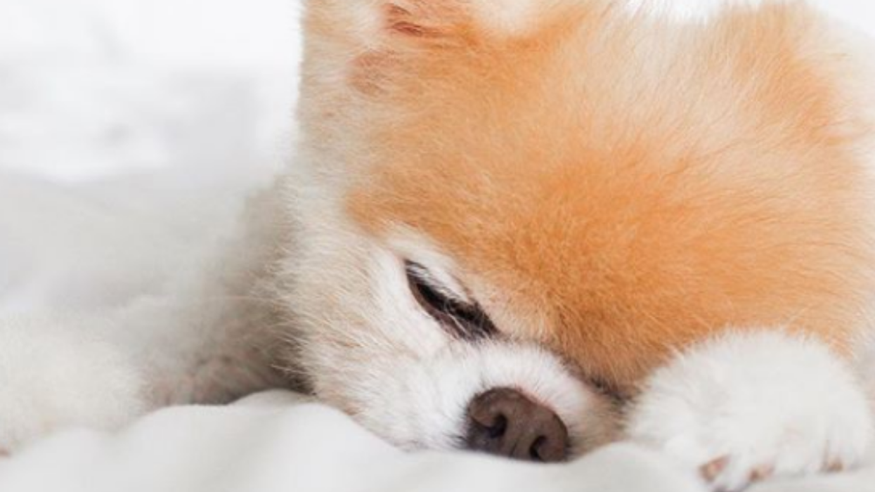 The Internet Is In Mourning After Boo, 'The World's Cutest Dog,' Dies At Age 12 😢