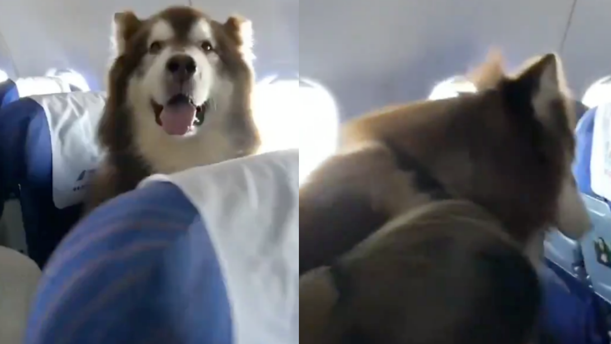 This Viral Video Of An Alaskan Malamute Service Dog Sitting On A Plane Is The Cutest Thing You'll See All Day ❤️