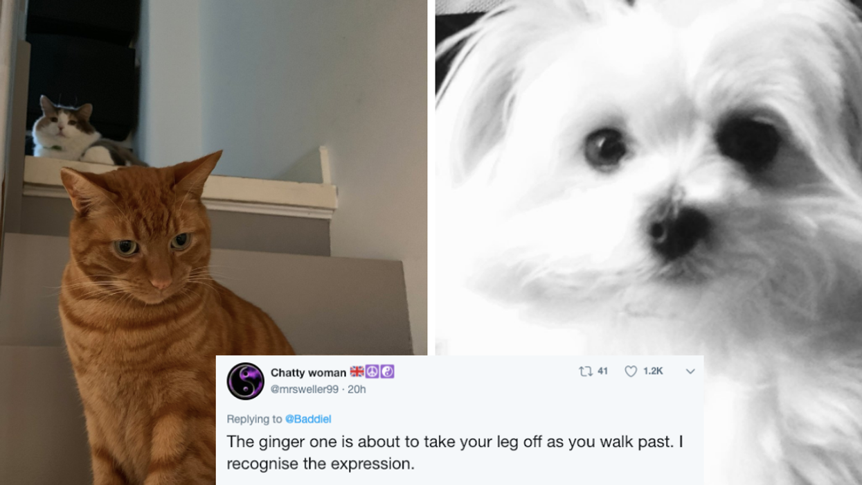 People Are Sharing Pet Photos That Resemble Album Covers and We're Totally Pre-Ordering the Pet Shop Boys Tribute One