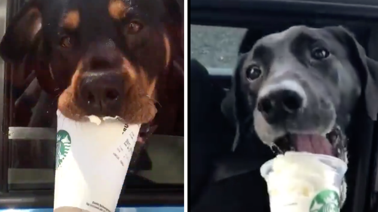 These Videos Of Starbucks Baristas Giving Some Very Good Dogs Their 'Puppuccinos' Are Just So Pure 😍