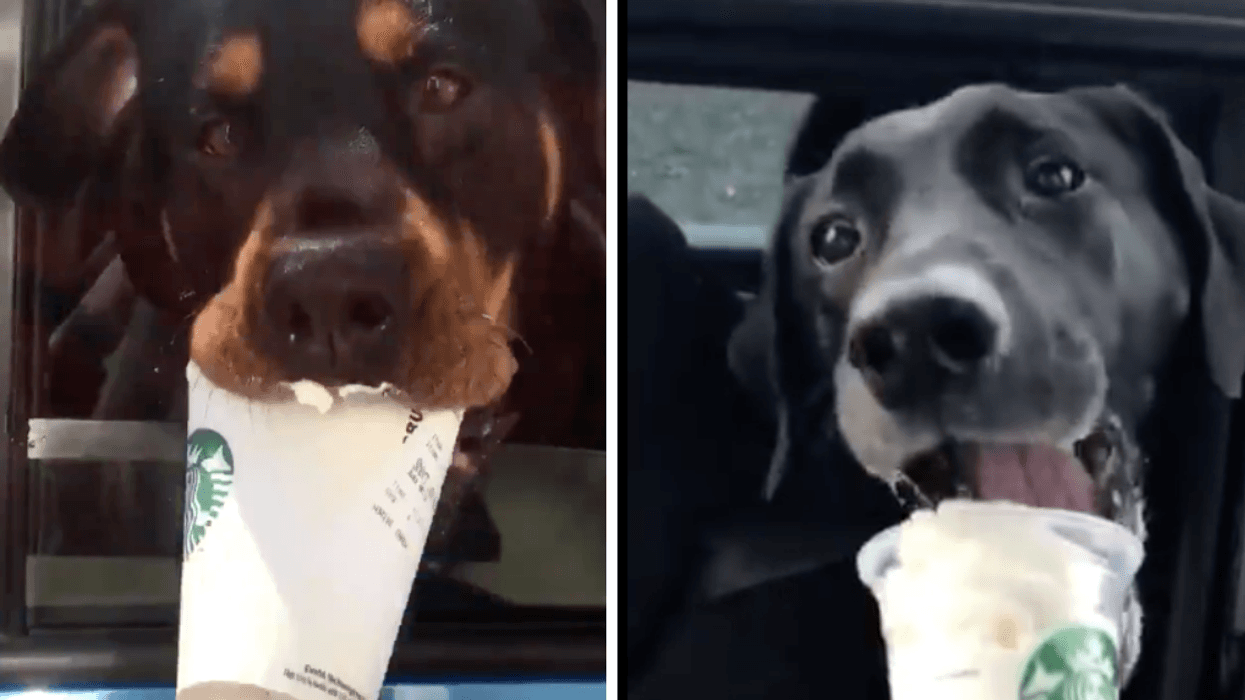 These Videos Of Starbucks Baristas Giving Some Very Good Dogs Their 'Puppuccinos' Are Just So Pure đ