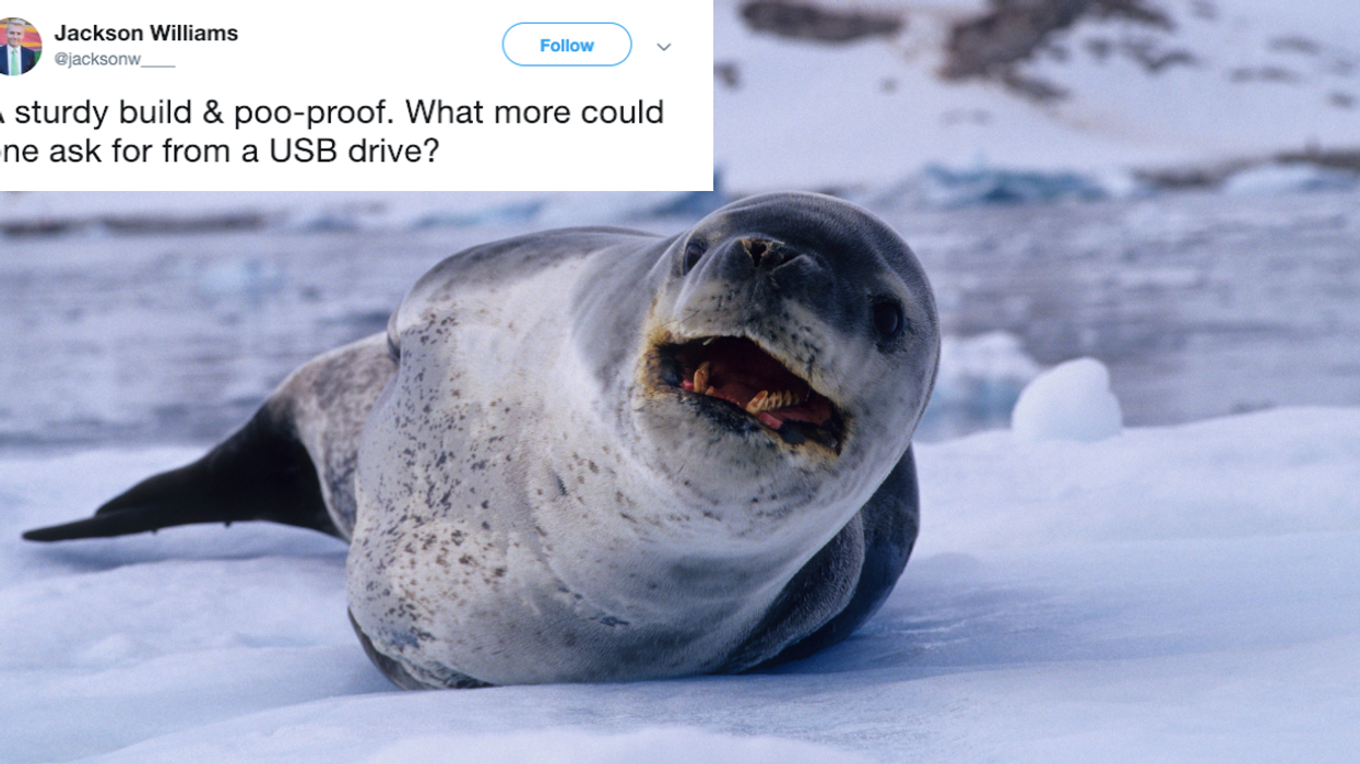 Scientists Are Trying To Reunite A USB Stick They Found In Some Leopard Seal Poop With Its Rightful Owner