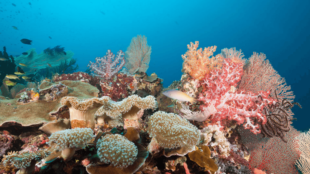 Key West To Institute Ban On Certain Harmful Sunscreen Ingredients In Effort To Protect Coral Reef