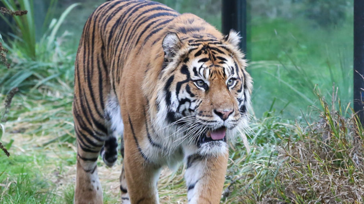 Zoo Devastated After Beloved Tigress Is Killed By New Mate During Their First Meeting