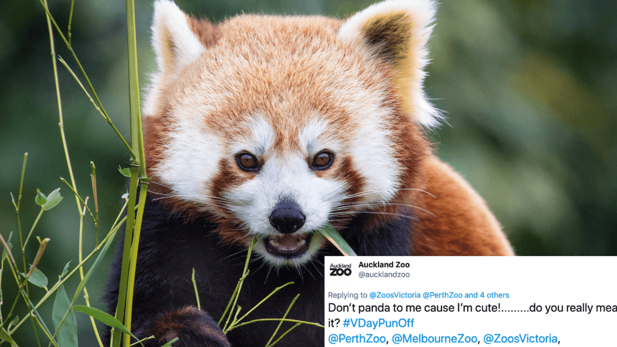 Zoos Are Trying To One Up Each Other With Romantic Animal Puns For Valentine's Day