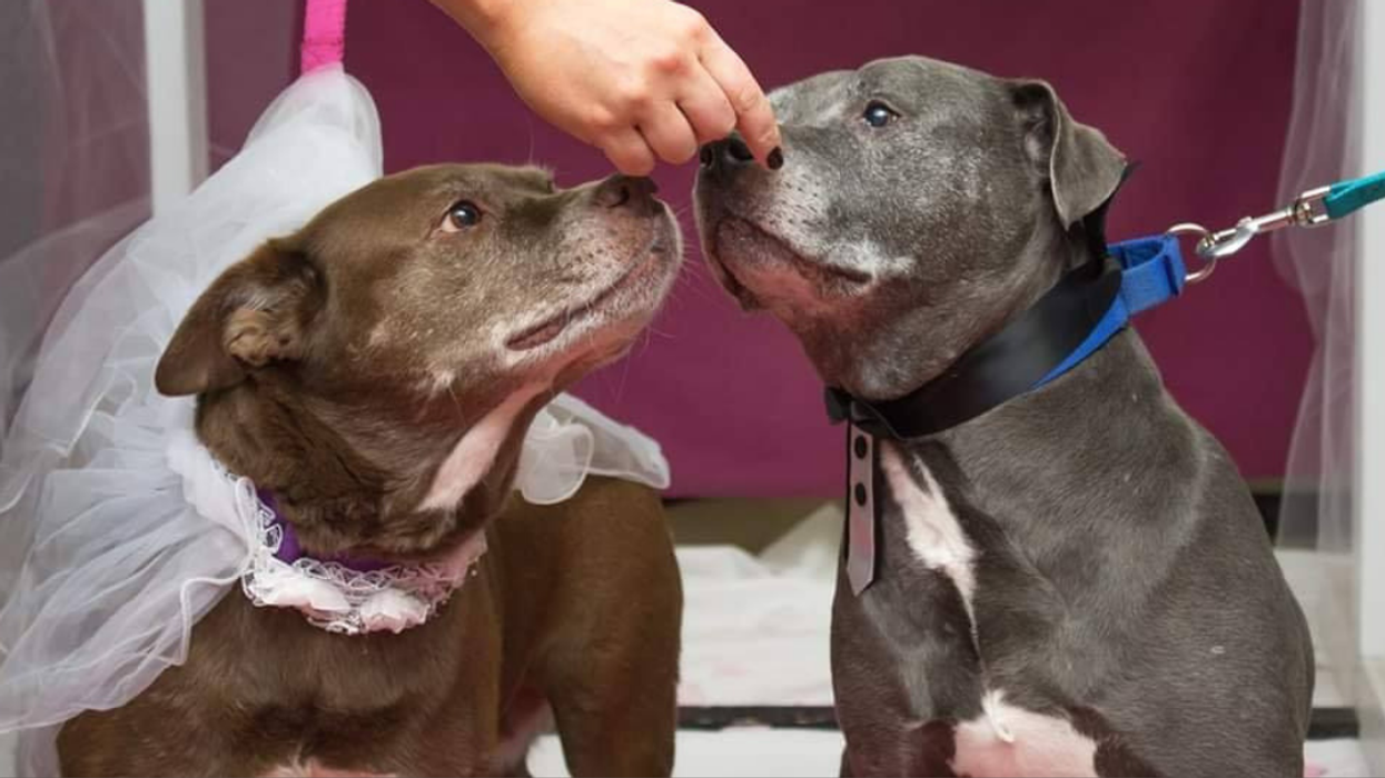 Maine Animal Shelter Throws Adorable Wedding For Two Senior Dogs For The Best Reason
