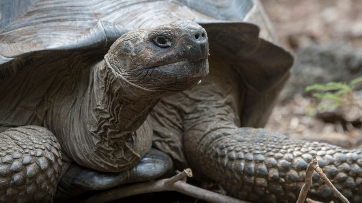 Galápagos Tortoise Species Spotted For The First Time Since 1906 After Being Feared Extinct