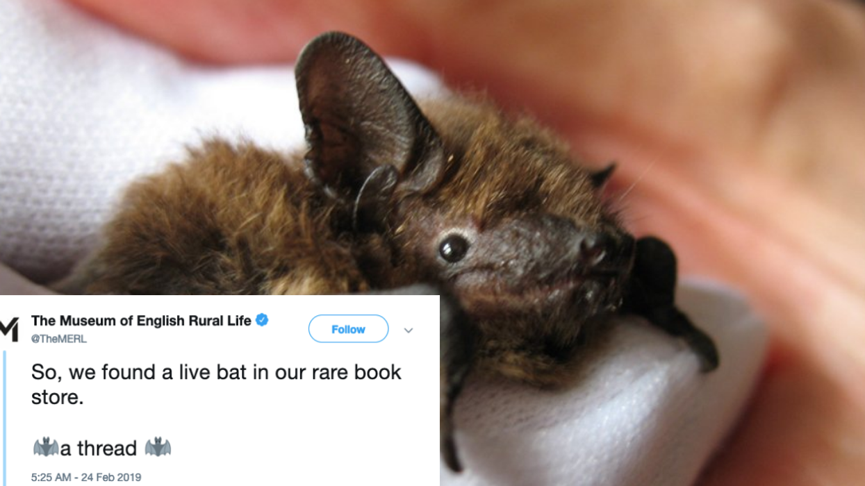 Museum Wins The Internet After Finding A Tiny Bat In Their Rare Book Store And Nursing It Back To Health