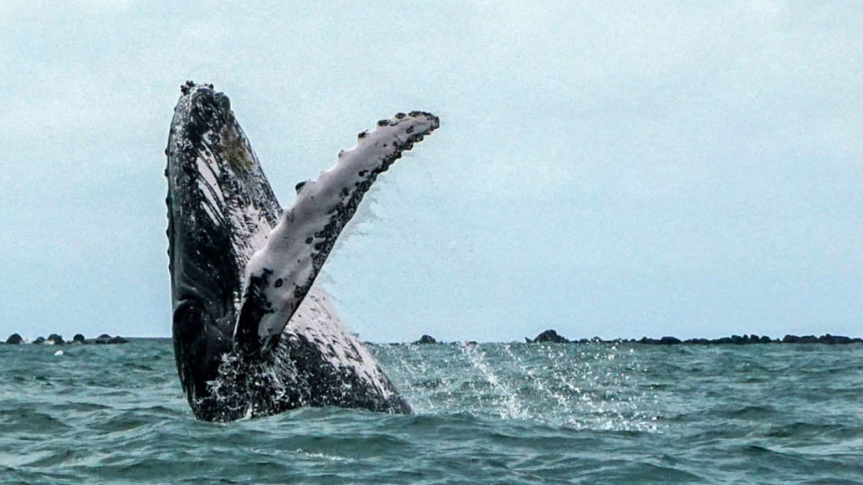 Researchers Are Puzzled About How A Dead Humpback Whale Wound Up In The Amazon Jungle