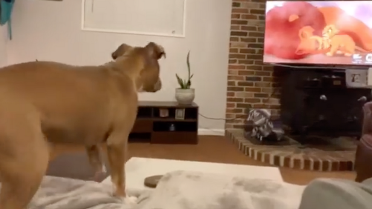 This Viral Video Of A Dog Crying While Watching Mufasa Die In 'The Lion King' Is Just Too Pure