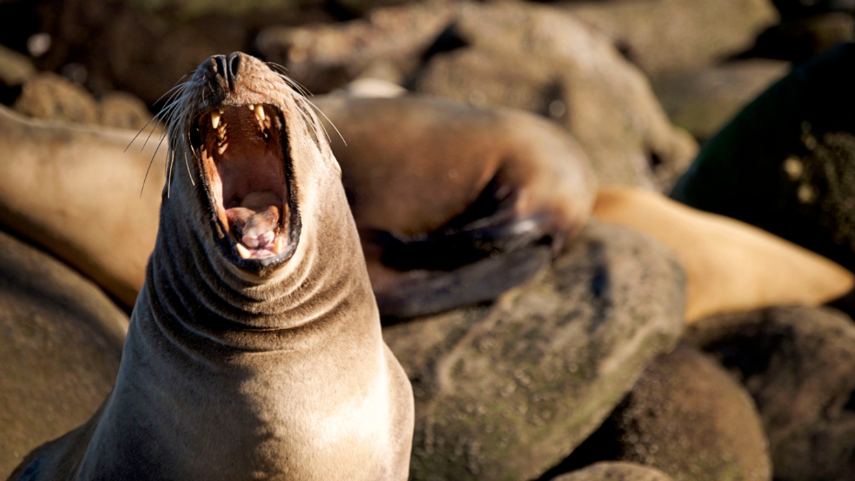 Trolls Are Now 'Sealioning' Scientists On Social Media—But What Does It Mean?