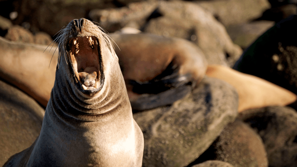 Trolls Are Now 'Sealioning' Scientists On Social Media—But What Does It Mean?