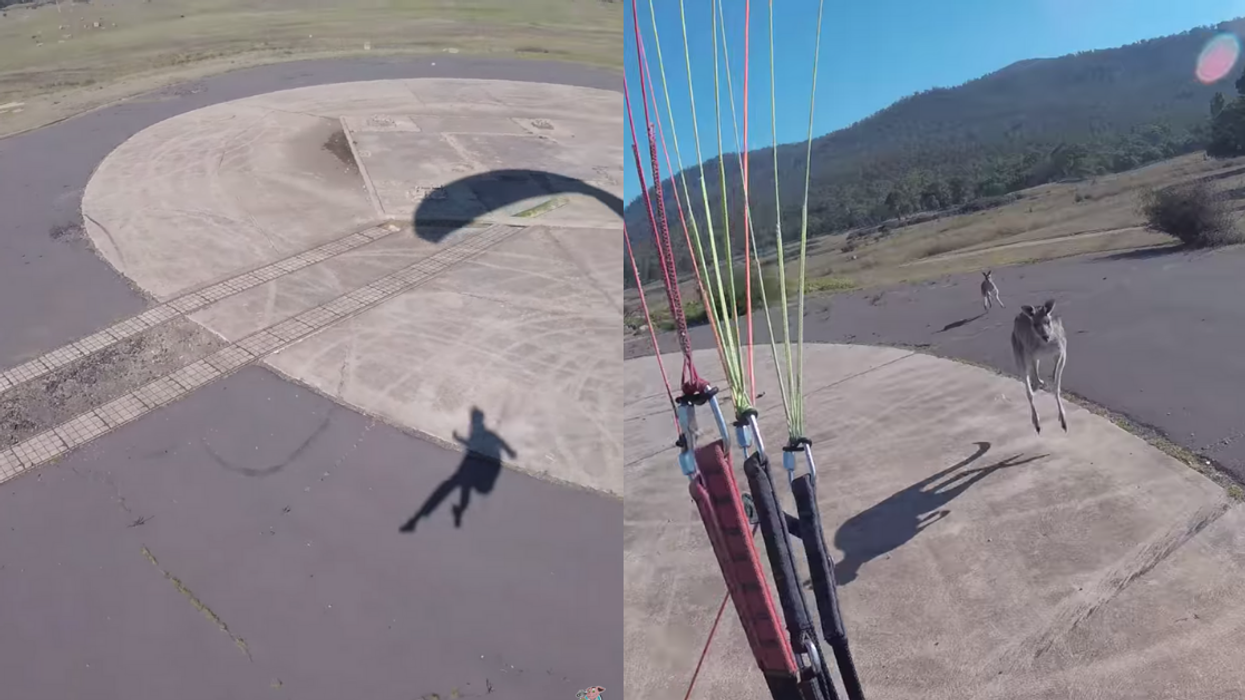 Paraglider Aces His Landing Only To Turn Around And Get Immediately Attacked By A Kangaroo