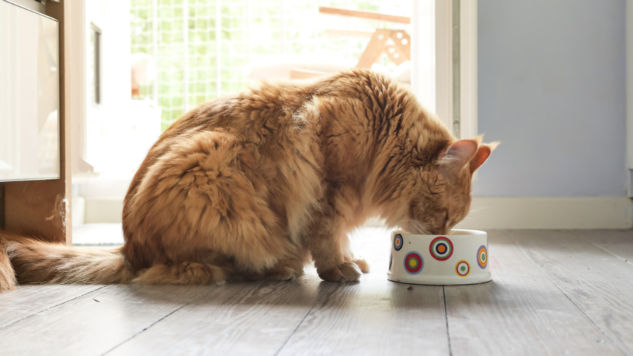 A Growing Amount Of Pet Owners Are Putting Their Pets On Vegan Diets, New Study Finds