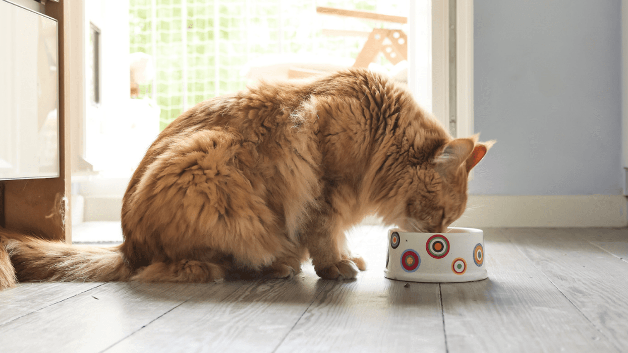 A Growing Amount Of Pet Owners Are Putting Their Pets On Vegan Diets, New Study Finds