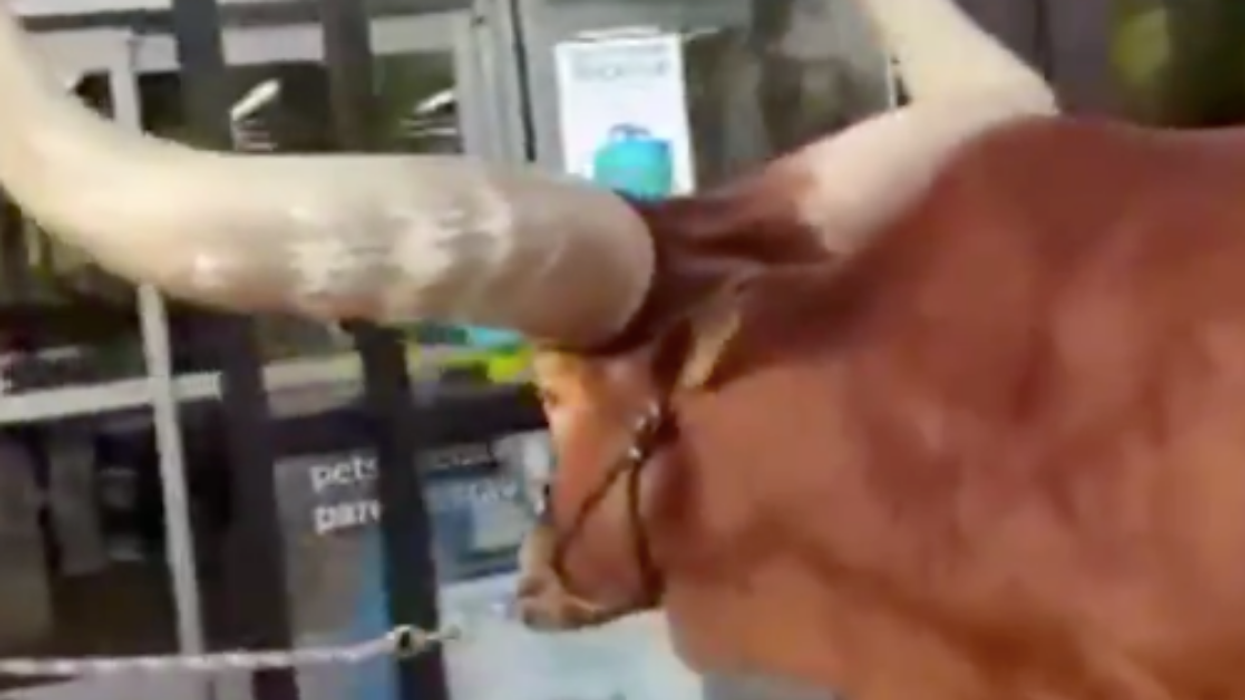 This Massive Steer Is Testing PetCo's Policies Regarding All Leashed Pets