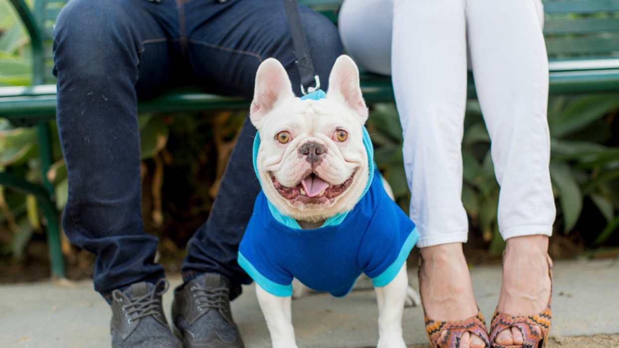 A New Dating App For Dog Lovers Just Launched And We Totally 'Dig' It