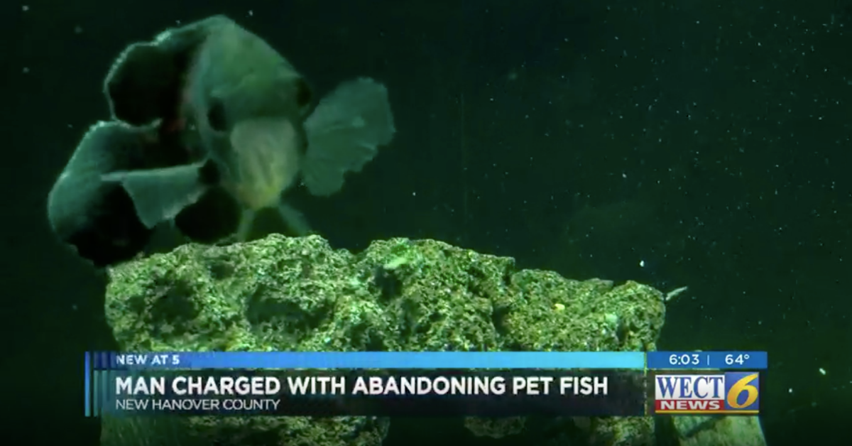 Man Faces Steep Animal Cruelty Charges For Abandoning His Pet Fish After Eviction
