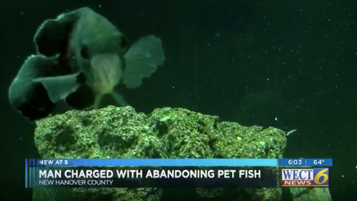 Man Faces Steep Animal Cruelty Charges For Abandoning His Pet Fish After Eviction