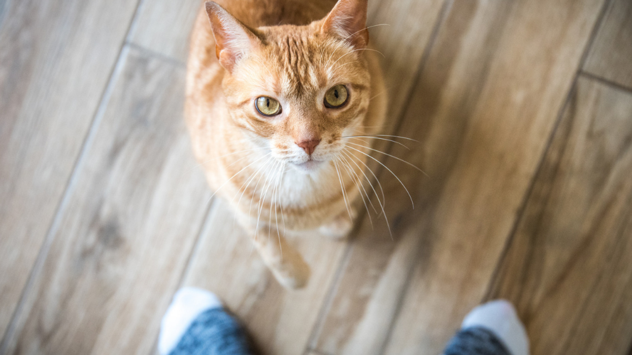 Japanese Scientists Found Some Very Interesting Results When They Researched Whether Or Not Cats Know Their Own Names