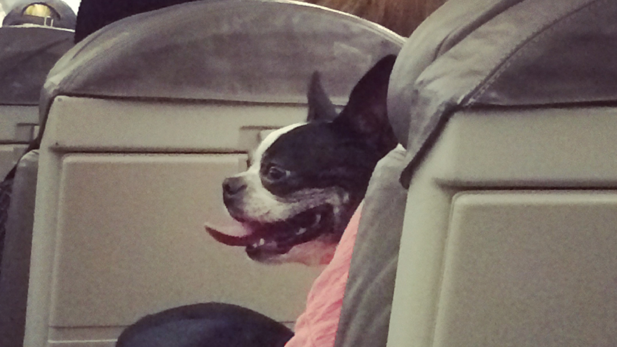 This Private Jet Airline Is Feeding Passengers' Dogs Treats From A Michelin-Starred Chef And We Just Can't Even