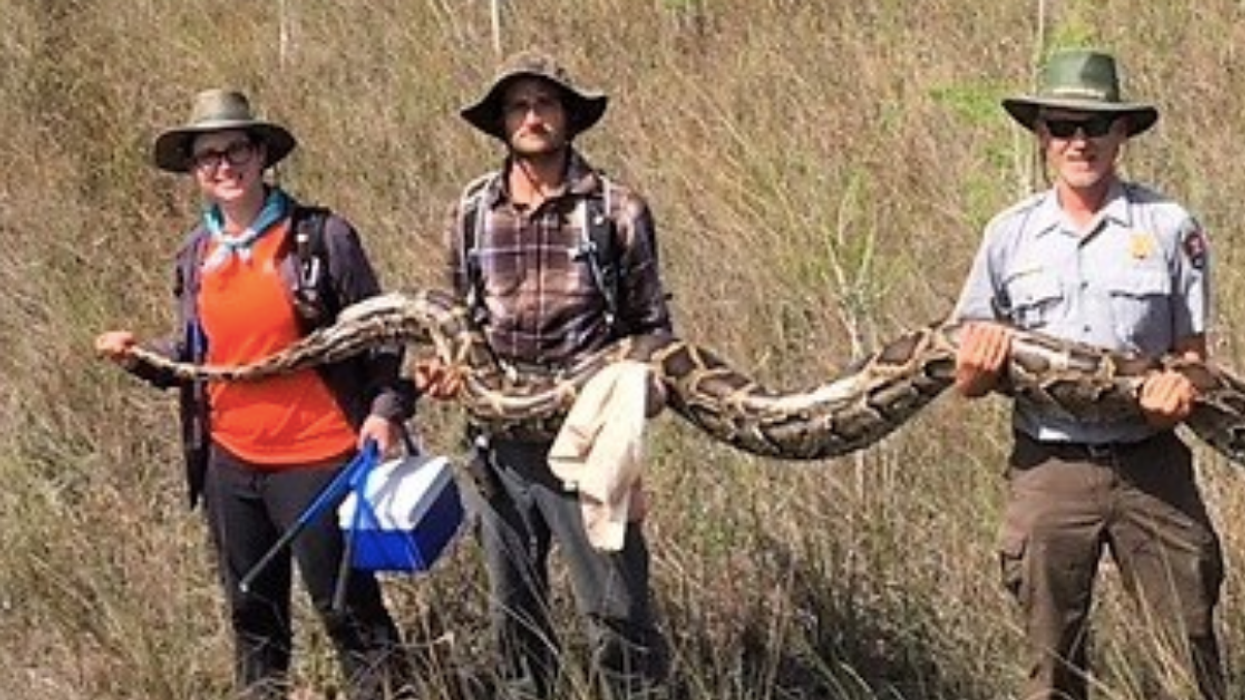 This Humongous Python Just Broke An Impressive Record In The Florida Everglades