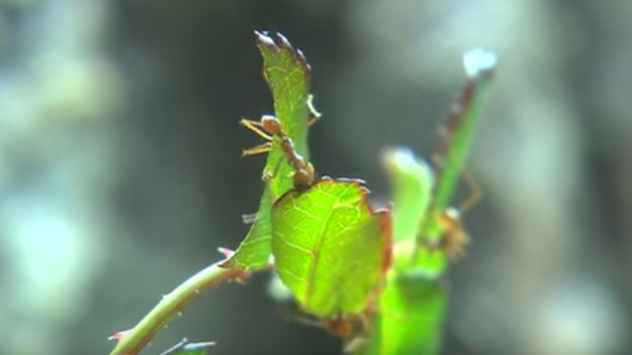 These Tiny Ants Emit Enormously Disproportionate Amounts Of Nitrous Oxide—And They Make Big Changes To Our Environment