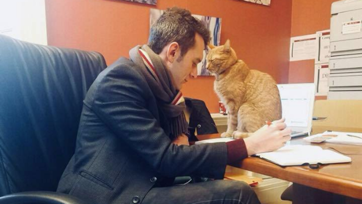 A Cat Named Remy Who Lives At Harvard Law School Is Melting Hearts All Over Twitter 😻