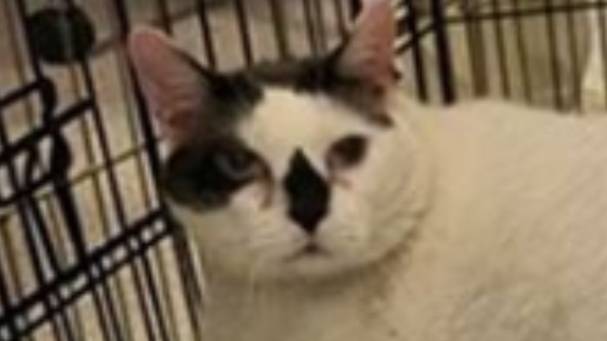 One Of The World's Fattest Cats Was Just Dropped Off At A New York City Animal Shelter And Is Looking For His Forever Home