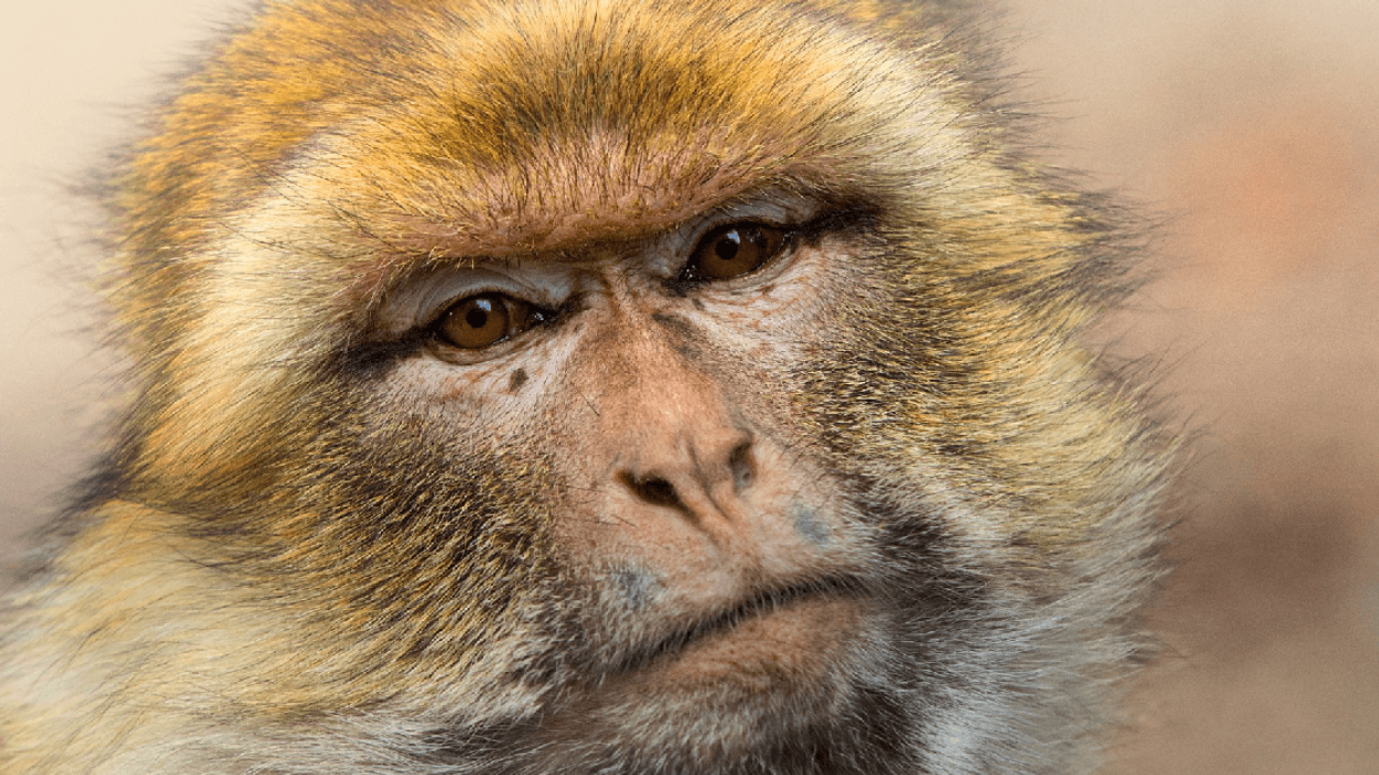 Scientists Use Gene Editing To Make Monkey Brains More Human And We've All Seen This Movie Before