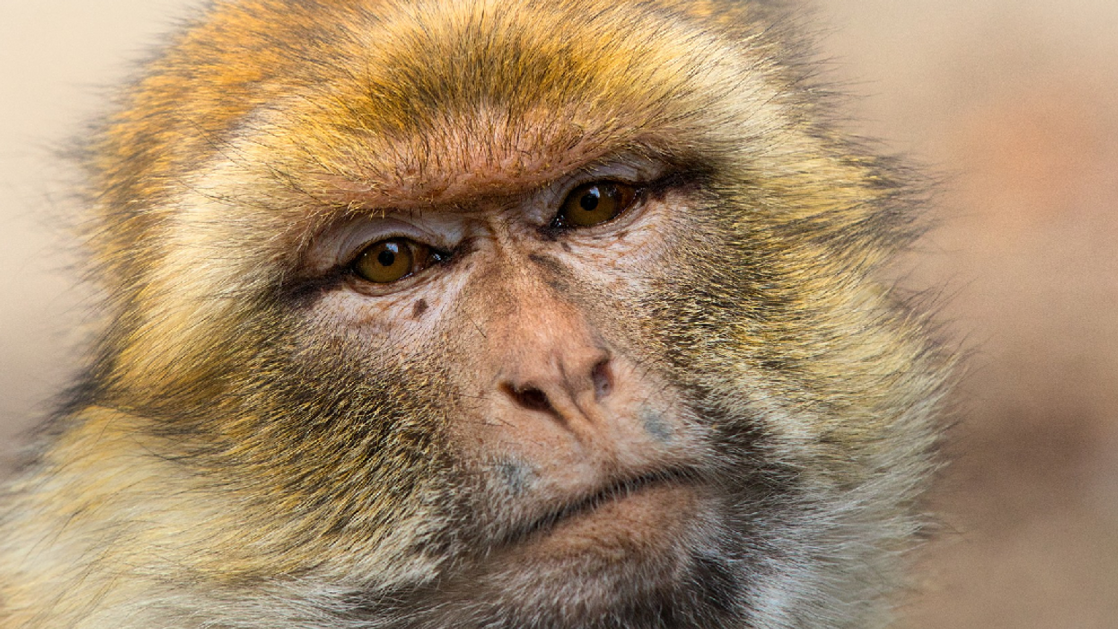 Scientists Use Gene Editing To Make Monkey Brains More Human And We've All Seen This Movie Before